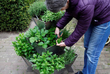 kruiden, aluminium, verticaal tuinieren