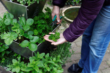 kruiden, aluminium, verticaal tuinieren