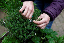 kruiden, aluminium, verticaal tuinieren