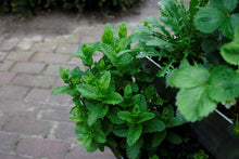 kruiden, aluminium, verticaal tuinieren