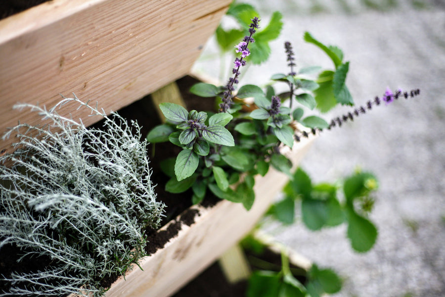 Inspiration: Garten mit Kräutern und Blumen stapeln