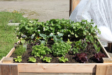 Moestuinbak met uniek waterbuffersysteem
