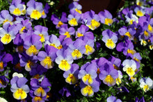 stapeltuin, cortenstaal, verticaal tuinieren, bloemen, bloementoren, bloemenzuil, violen