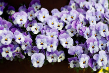 stapeltuin, cortenstaal, verticaal tuinieren, bloemen, bloementoren, bloemenzuil, violen